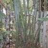 Thumbnail #1 of Bambusa vulgaris by tropicalbamboo