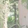 Thumbnail #5 of Bambusa vulgaris by FloridaGrower