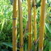 Thumbnail #3 of Bambusa pervariabilis by Kell