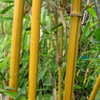 Thumbnail #2 of Bambusa pervariabilis by Kell