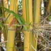 Thumbnail #5 of Bambusa pervariabilis by Kell