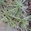 Thumbnail #5 of Carex phyllocephala by palmbob