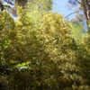 Thumbnail #4 of Phyllostachys bambusoides by growin