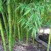 Thumbnail #1 of Phyllostachys bambusoides by palmbob