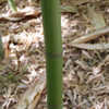 Thumbnail #3 of Phyllostachys bambusoides by growin