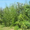 Thumbnail #5 of Phyllostachys bambusoides by purplesun