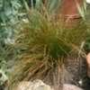 Thumbnail #3 of Carex testacea by Calif_Sue