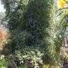 Thumbnail #2 of Guadua angustifolia by palmbob