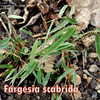 Thumbnail #2 of Fargesia scabrida by ocimum_nate