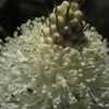 Thumbnail #5 of Xerophyllum tenax by juanwillis