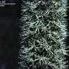 Thumbnail #4 of Xanthorrhoea preissii by kennedyh