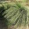 Thumbnail #1 of Xanthorrhoea preissii by palmbob