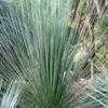 Thumbnail #2 of Xanthorrhoea preissii by palmbob