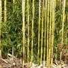 Thumbnail #2 of Phyllostachys aureosulcata by BambooHQ