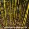 Thumbnail #4 of Phyllostachys aureosulcata by BambooHQ
