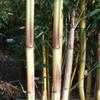 Thumbnail #3 of Phyllostachys aureosulcata by BambooHQ