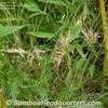 Thumbnail #5 of Phyllostachys aureosulcata by BambooHQ