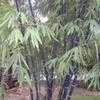 Thumbnail #1 of Gigantochloa atroviolacea by dbinnix