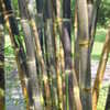 Thumbnail #5 of Gigantochloa atroviolacea by palmbob
