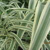 Thumbnail #3 of Arundo donax by Gourd