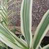 Thumbnail #2 of Arundo donax by Gourd