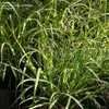Thumbnail #4 of Miscanthus sinensis by DaylilySLP