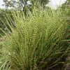 Thumbnail #3 of Miscanthus sinensis by nifty413
