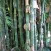 Thumbnail #3 of Bambusa beecheyana by palmbob