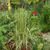 Thumbnail #2 of Calamagrostis acutiflora by floraphiliac