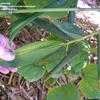 Thumbnail #4 of Dendrocalamus sinicus by palmbob
