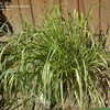 Thumbnail #3 of Calamagrostis acutiflora by Gabrielle