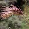 Thumbnail #1 of Bromus rubens by Zaragoza