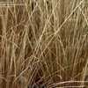 Thumbnail #5 of Carex buchananii by DaylilySLP