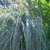 Thumbnail #1 of Eragrostis curvula by mystic