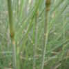 Thumbnail #5 of Eragrostis curvula by ineedacupoftea