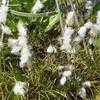 Thumbnail #4 of Eriophorum angustifolium by KMAC