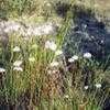 Thumbnail #1 of Eriophorum angustifolium by poppysue