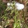 Thumbnail #5 of Eriophorum angustifolium by Med