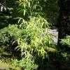 Thumbnail #4 of Pseudosasa japonica by BambooHQ