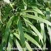 Thumbnail #5 of Pseudosasa japonica by BambooHQ