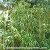 Thumbnail #3 of Pseudosasa japonica by BambooHQ