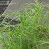 Thumbnail #2 of Carex muskingumensis by Kim_M
