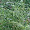 Thumbnail #1 of Carex muskingumensis by Kim_M
