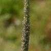 Thumbnail #1 of Phleum pratense by melody