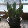 Thumbnail #1 of Sansevieria trifasciata by Sansevieria