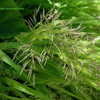 Thumbnail #3 of Hakonechloa macra by Kell