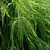 Thumbnail #2 of Hakonechloa macra by Kell