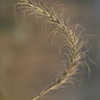 Thumbnail #2 of Elymus canadensis by Cville_Gardener