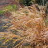 Thumbnail #5 of Hakonechloa macra by Kell