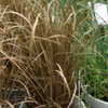 Thumbnail #4 of Carex flagellifera by DaylilySLP